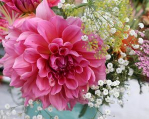 Closeup of a beautiful pink flower