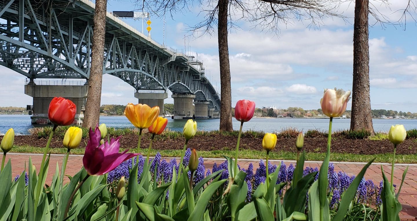 Tulips along the river with the bridge in the background