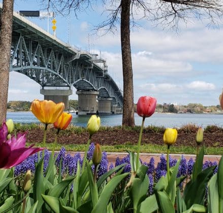 Tulips along the river with the bridge in the background