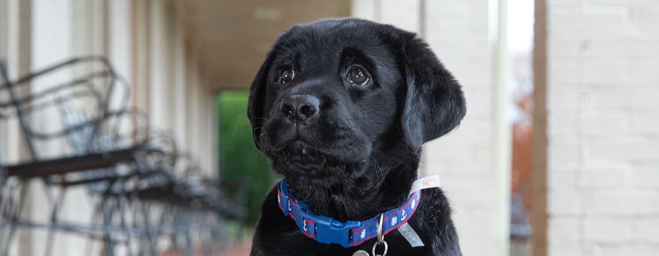 Puppy at Yorktown Hotel, a pet-friendly hotel in Yorktown.